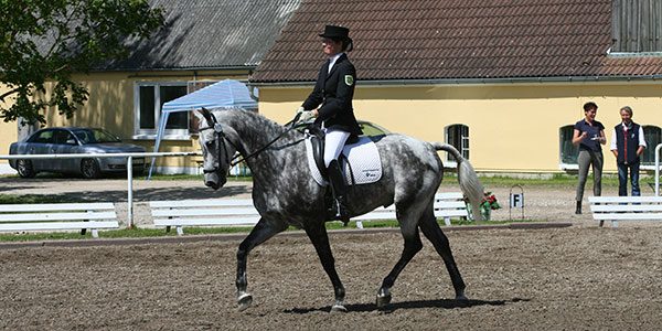 Online Kurs Reiten im Kopf® Online Kurs Reiten im Kopf®