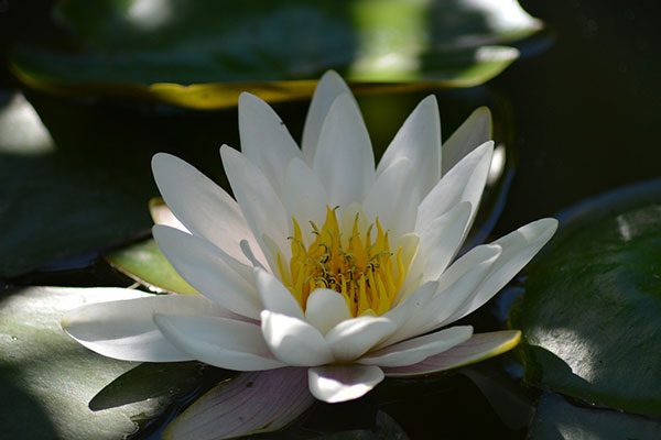 Onlinekurs Stressbewältigung & Resilienz – Burnout Prävention Onlinekurs Stressbewältigung & Resilienz – Burnout Prävention